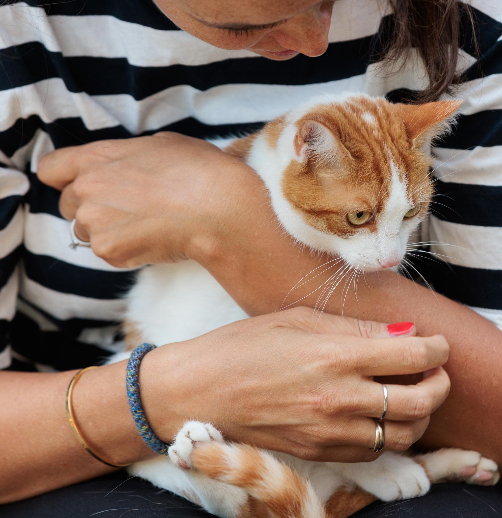 Bild von Haustierversicherung für Katzen und Hunde