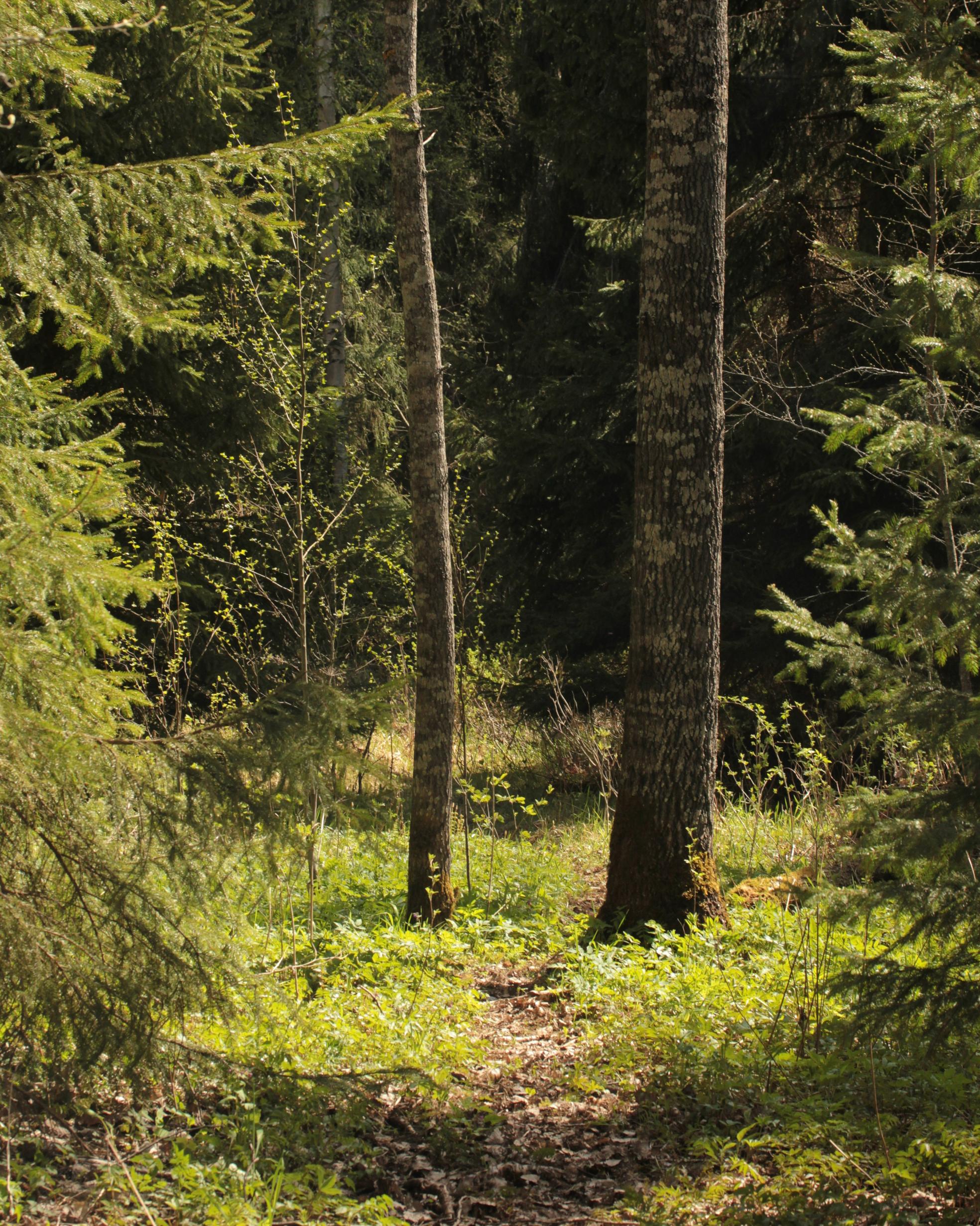 Bild von Zeckengefahren: Was Sie über FSME und Borreliose wissen sollten