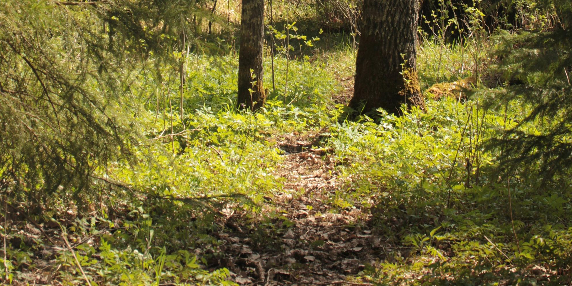 Bild von Zeckengefahren: Was Sie über FSME und Borreliose wissen sollten